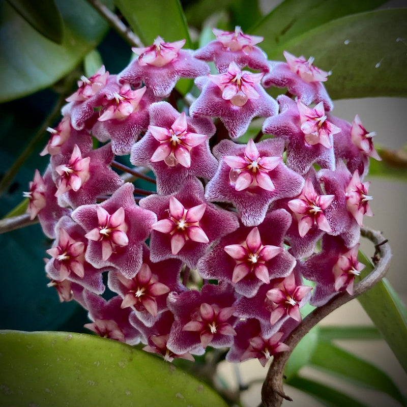 Maroon Hoya Flower seeds for Planting Hardy Variety Heirloom & GMO Free Seeds for Home Garden
Sale seeds for home garden planting