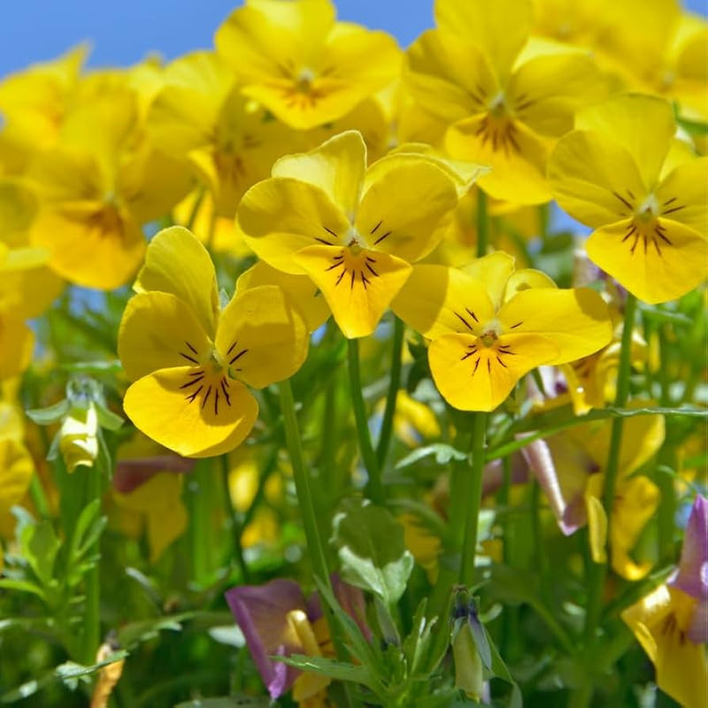 Velour Flower seeds for Planting Garden Favorite Heirloom & GMO Free Seeds for Home Garden
Sale seeds for home garden planting