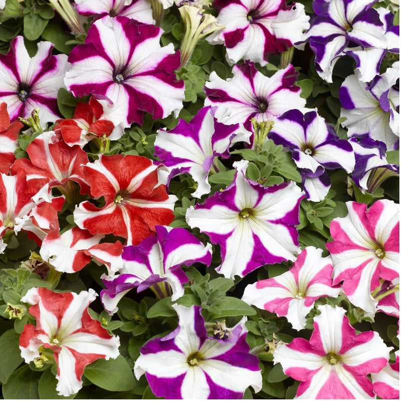 Mixed Pelleted Petunia Flower seeds for Planting Pollinator Friendly Heirloom & GMO Free Seeds for Home Garden
Sale seeds for home garden planting