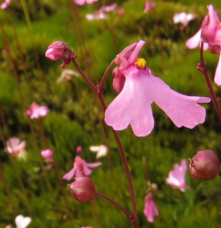 Pink Utricularia Flower seeds for Planting Hardy Variety Heirloom & GMO Free Seeds for Home Garden
Sale seeds for home garden planting