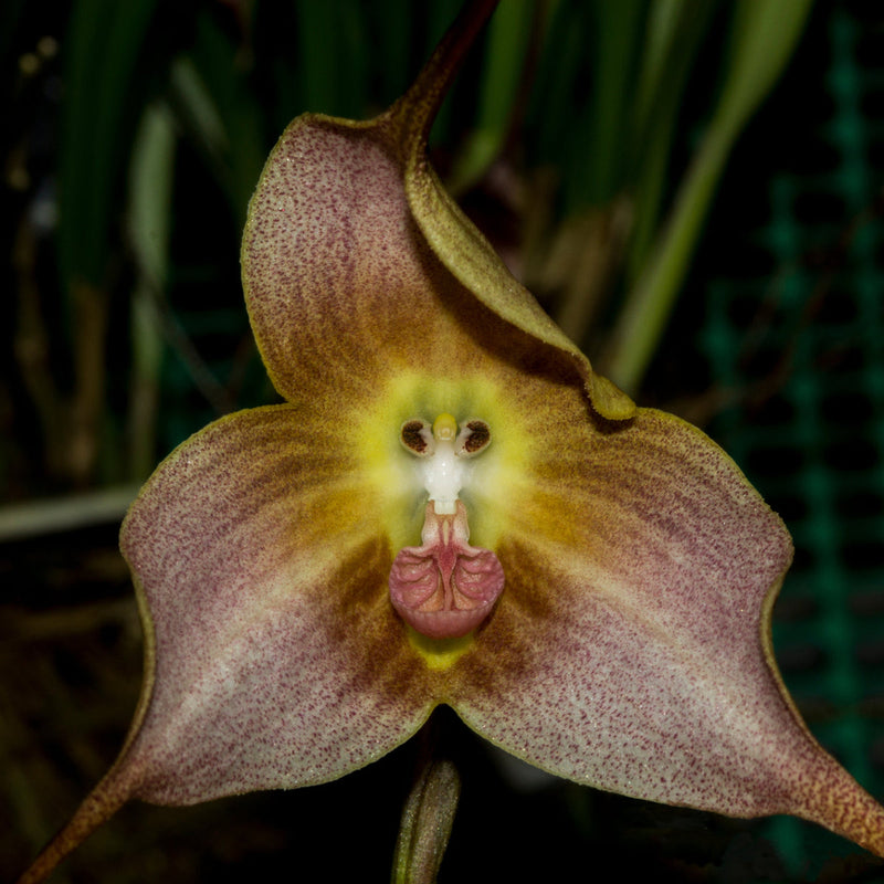 Brown Dracula Flower seeds for Planting Cut Flower Favorite Heirloom & GMO Free Seeds for Home Garden
Sale seeds for home garden planting