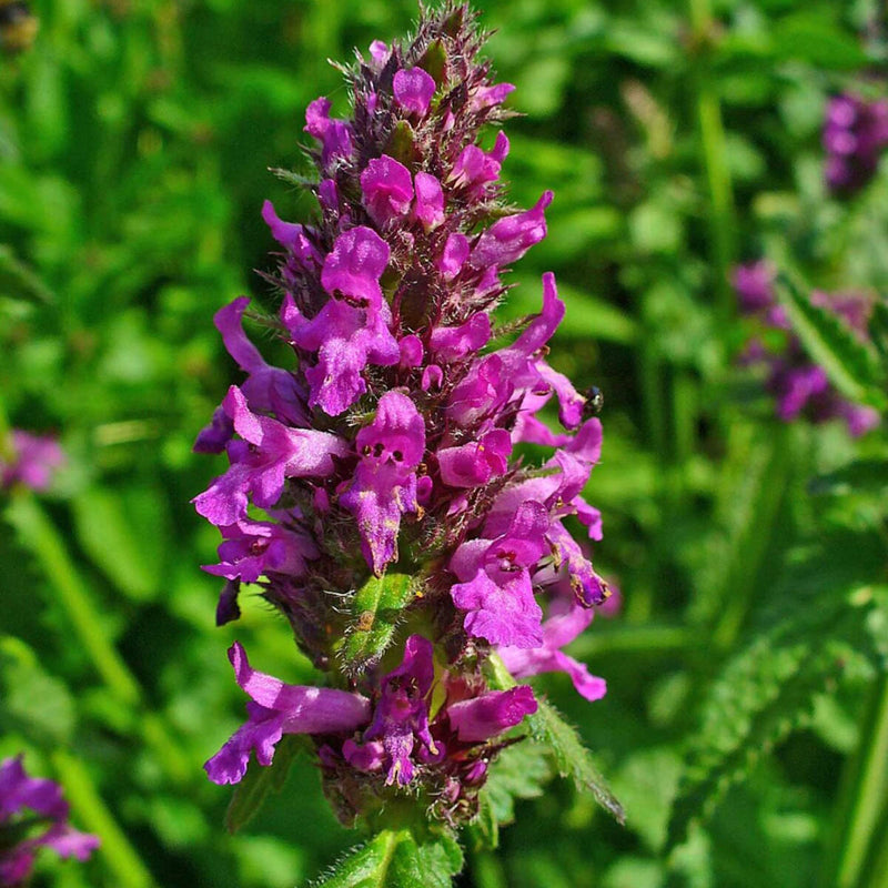 Stachys Officinalis Flower seeds for Planting Bright Blooms Heirloom & GMO Free Seeds for Home Garden
Sale seeds for home garden planting