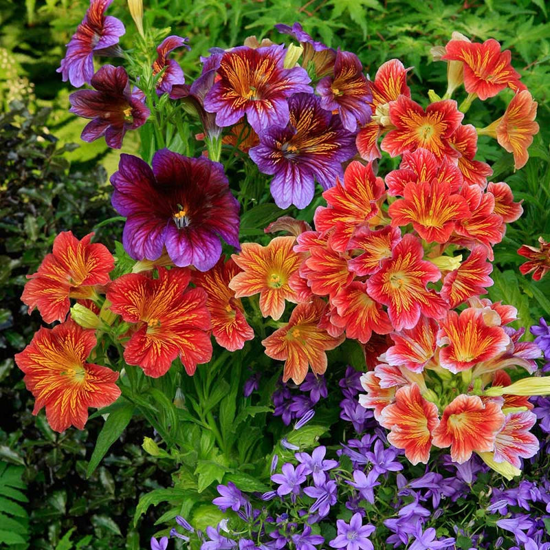 Mixed Salpiglossis Flower seeds for Planting Pollinator Friendly Heirloom & GMO Free Seeds for Home Garden
Sale seeds for home garden planting