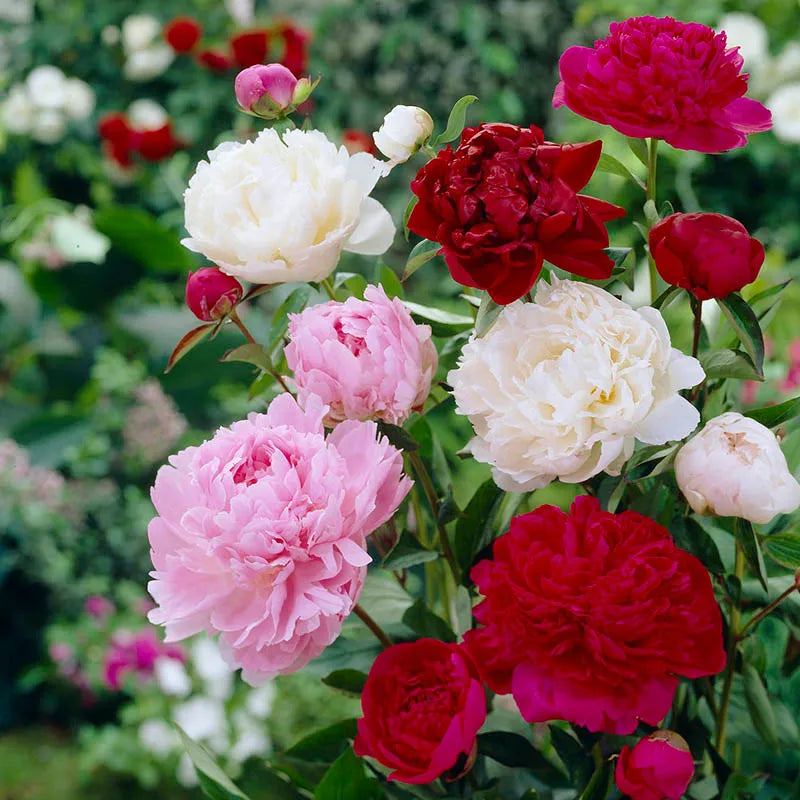 Mixed Paeonia Suffruticosa Flower seeds for Planting Cottage Garden Essential Heirloom & GMO Free Seeds for Home Garden
Sale seeds for home garden planting