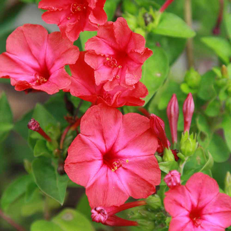 Red Mirabilis Scarlet Flower seeds for Planting Colorful Display Heirloom & GMO Free Seeds for Home Garden
Sale seeds for home garden planting