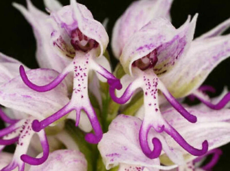 Naked Man Orchid Flower seeds for Planting - Colorful Display, Heirloom & GMO Free Seeds for Home Garden
Sale seeds for planting in home garden