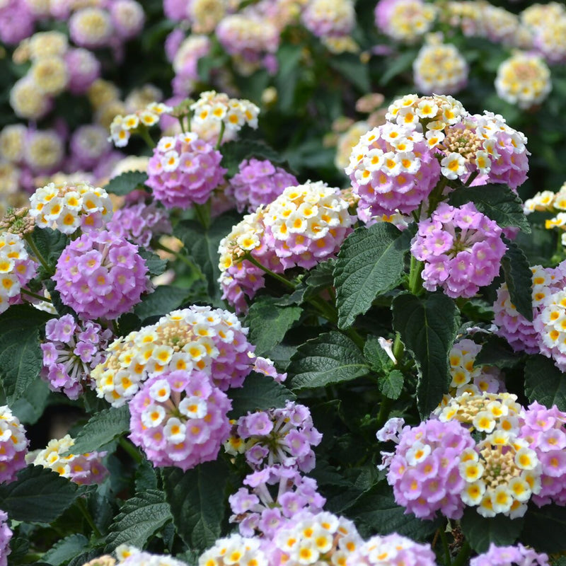 Wandelröschen Flower seeds for Planting - Bright Blooms, Heirloom & GMO Free Seeds for Home Garden
Sale seeds for planting in home garden