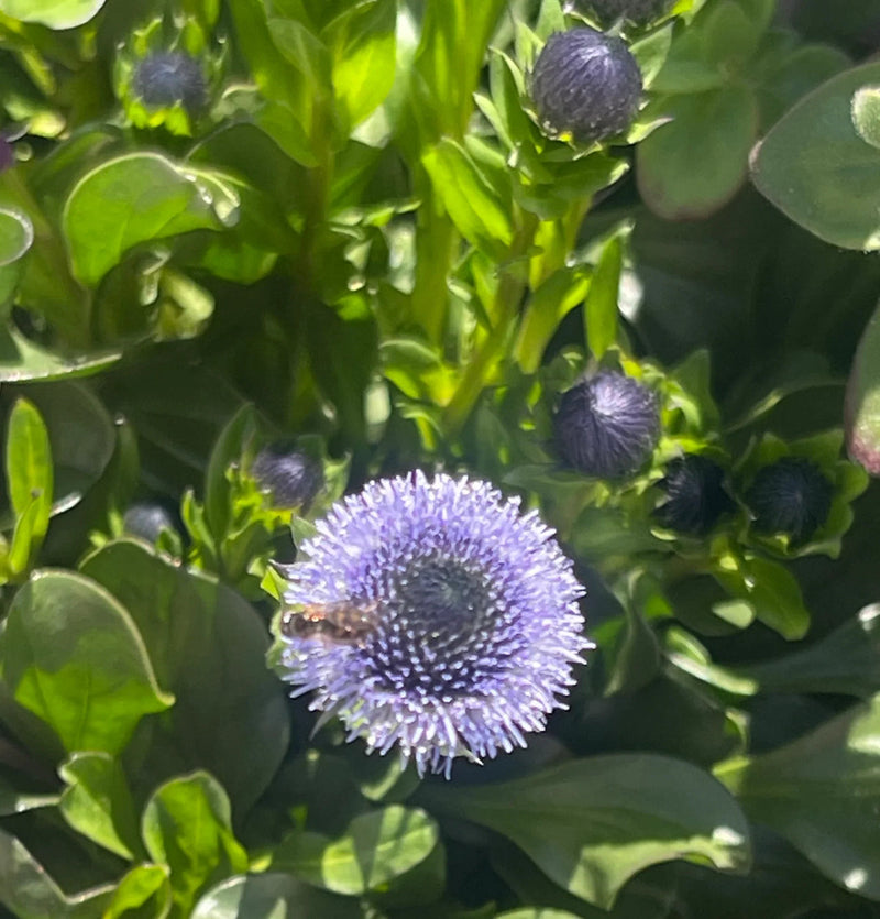 Globularia Flower seeds for Planting Sun Loving Heirloom & GMO Free Seeds for Home Garden
Sale seeds for home garden planting