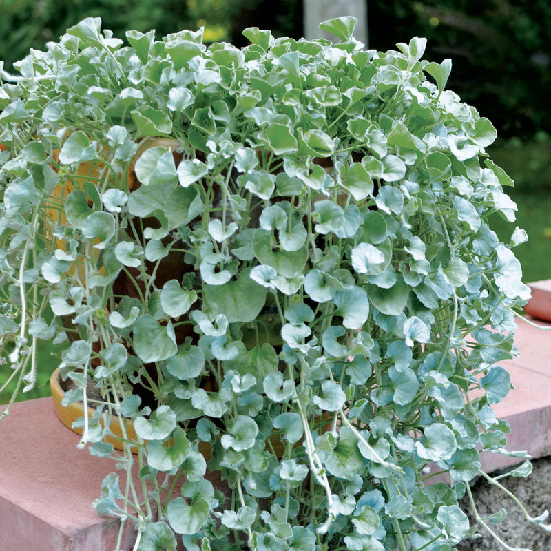 Blue Dichondra Flower seeds for Planting - Pollinator Friendly, Heirloom & GMO Free Seeds for Home Garden
Sale for planting in home garden