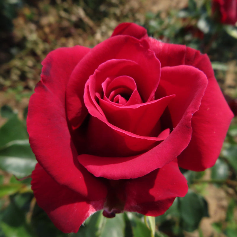 Red Thornless Rose Flower seeds for Planting Cottage Garden Essential Heirloom & GMO Free Seeds for Home Garden
Sale seeds for home garden planting