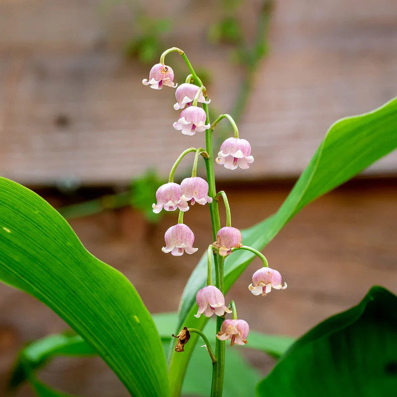 Valley Flower seeds for Planting Compact Growth Heirloom & GMO Free Seeds for Home Garden
Sale seeds for home garden planting