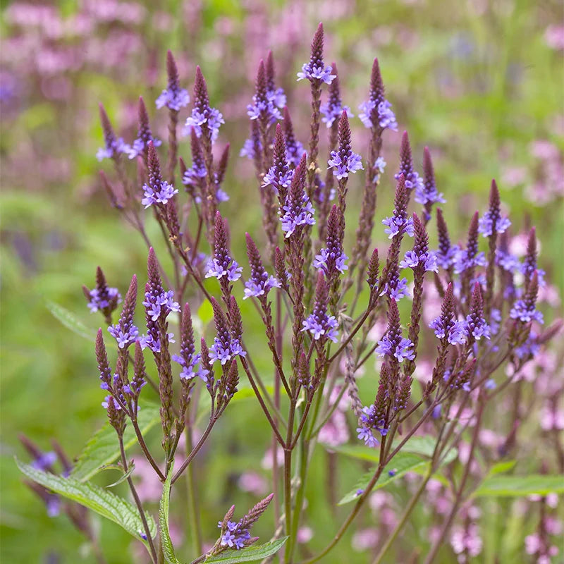 Blue Vervain Flower seeds for Planting Bright Blooms Heirloom & GMO Free Seeds for Home Garden
Sale seeds for home garden planting