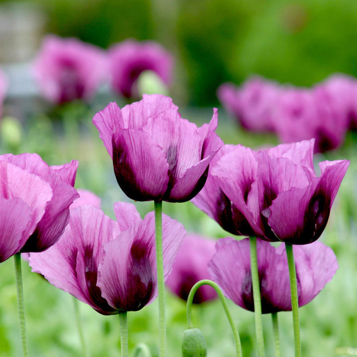 Hungarian Flower seeds for Planting Perfect for Borders Heirloom & GMO Free Seeds for Home Garden
Sale seeds for home garden planting