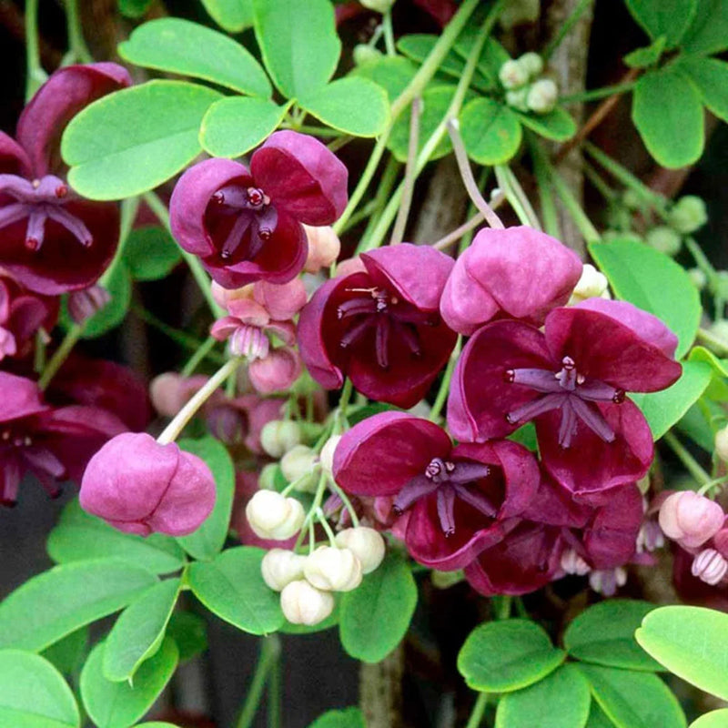 Akebia Flower seeds for Planting Easy to Grow Heirloom & GMO Free Seeds for Home Garden
Sale for planting in home garden