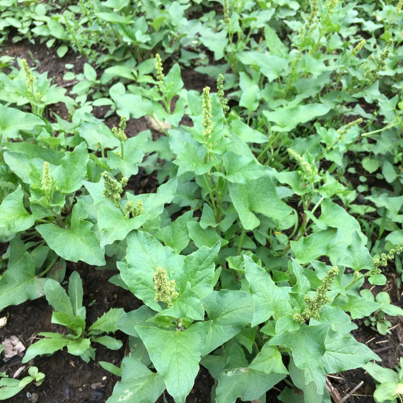Green Henry Flower seeds for Planting - Drought Tolerant, Heirloom & GMO Free Seeds for Home Garden
Sale for planting in home garden