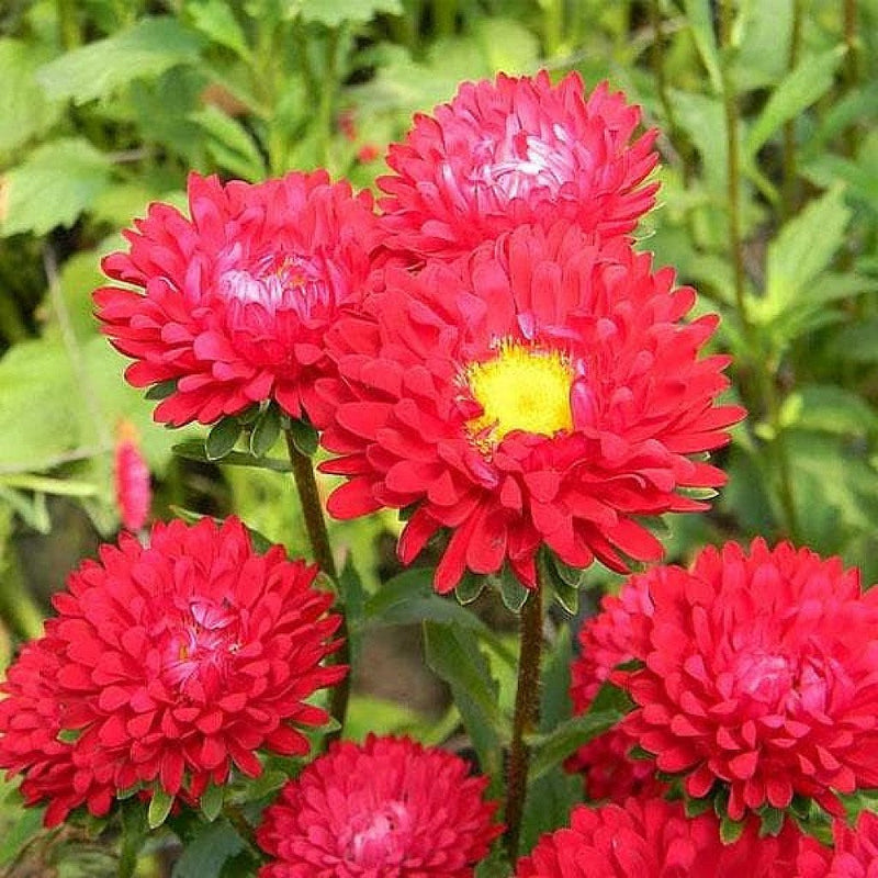 Red Aster Flower seeds for Planting Wildflower Mix Heirloom & GMO Free Seeds for Home Garden
Sale seeds for home garden planting