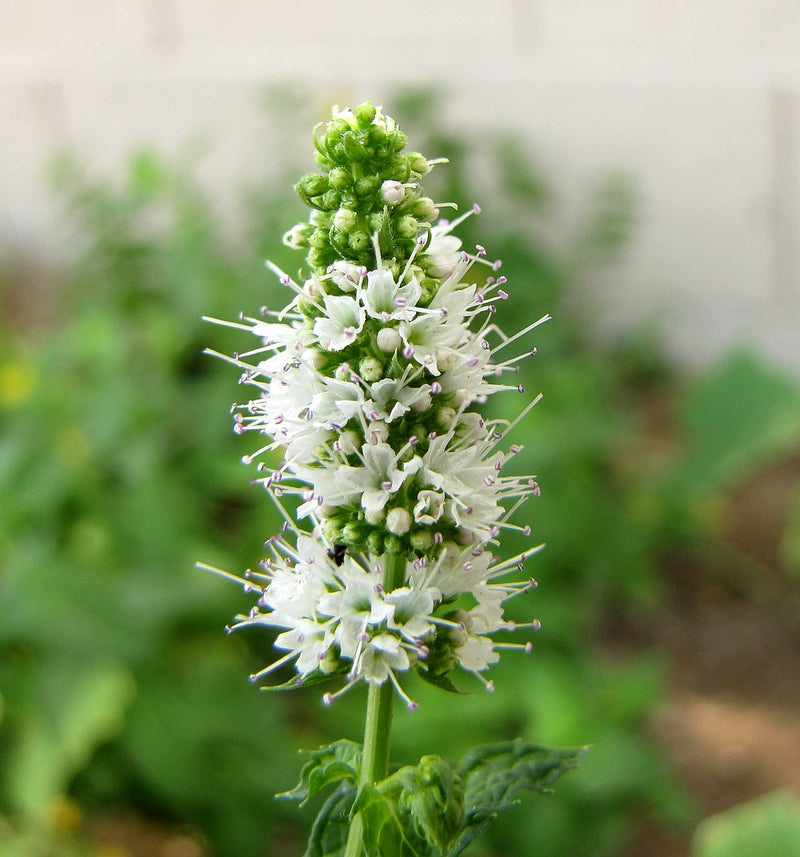 Mint Flower seeds for Planting Shade Tolerant Heirloom & GMO Free Seeds for Home Garden
Sale for planting in home garden