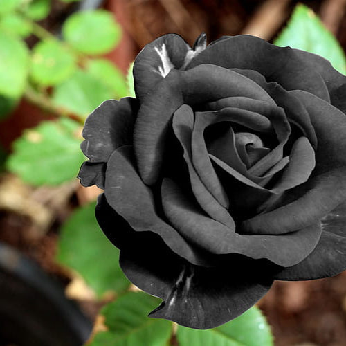 Rose Flower seeds for Planting Vibrant Colors Heirloom & GMO Free Seeds for Home Garden
Sale seeds for home garden planting