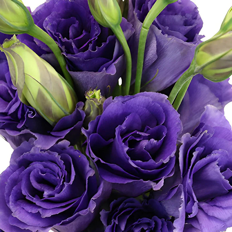 Purple Lisianthus Flower seeds for Planting Drought Tolerant Heirloom & GMO Free Seeds for Home Garden
Sale seeds for home garden planting