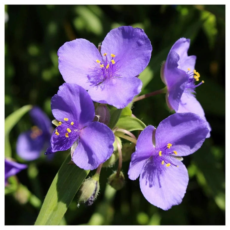 Spiderwort Shimmer Flower seeds for Planting Pollinator Friendly Heirloom & GMO Free Seeds for Home Garden
Sale