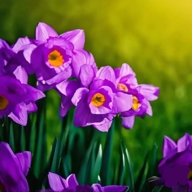 Daffodils Violet Flower seeds for Planting Garden Favorite Heirloom & GMO Free Seeds for Home Garden
Sale