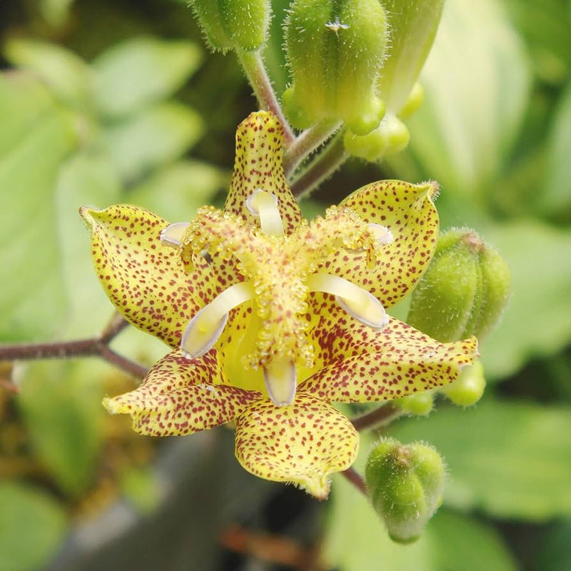Green Brown Tricyrtis Flower seeds for Planting Colorful Display Heirloom & GMO Free Seeds for Home Garden
Sale