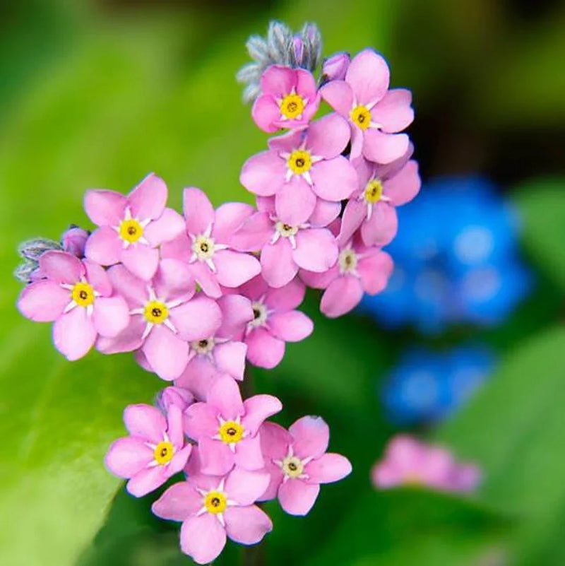 Pink Myosotis Flower Seeds for Planting Charming Annual Blooms