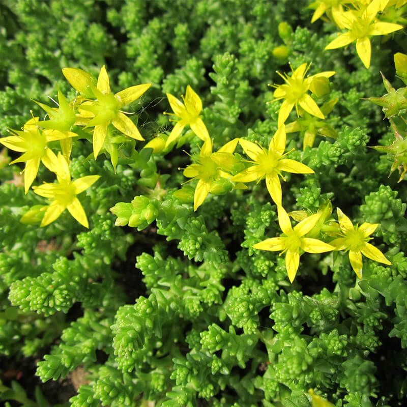 Mauerpfeffer Flower seeds for Planting Hardy Variety Heirloom & GMO Free Seeds for Home Garden