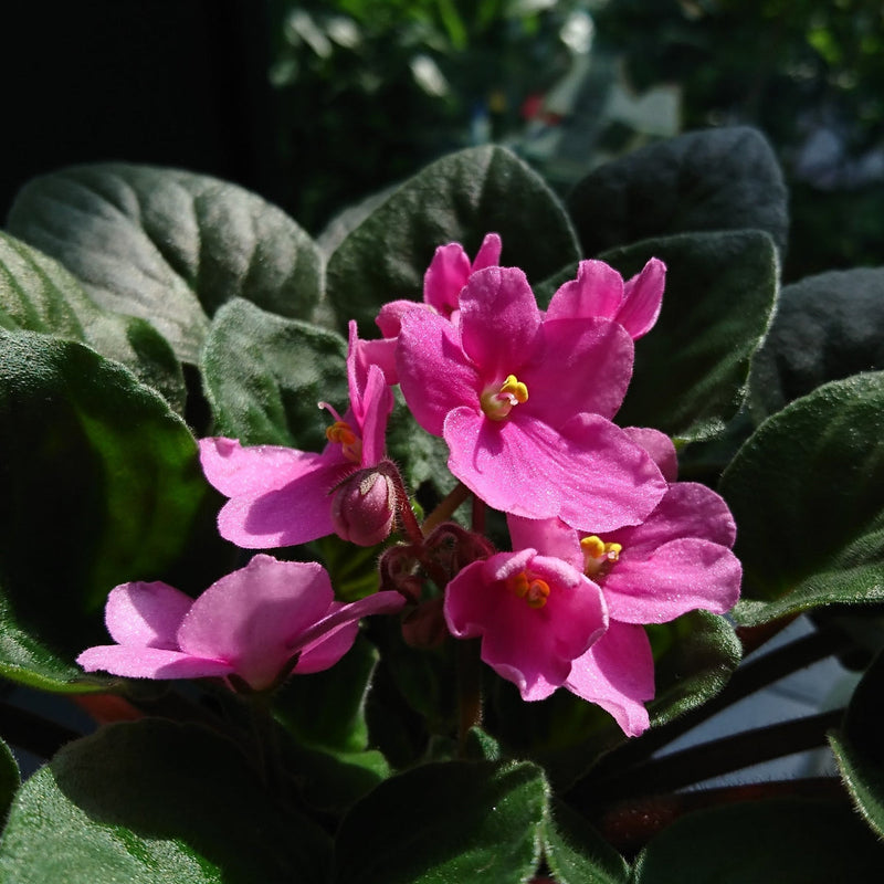 Baby Pink Saintpaulia Flower seeds for Planting - Compact Growth, Heirloom & GMO Free Seeds for Home Garden
Sale seeds for home garden