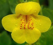 Yellow Mimulus Flower seeds for Planting - Low Maintenance, Heirloom & GMO Free Seeds for Home Garden
Sale seeds for planting in home garden