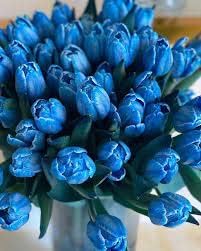 Tulip Blue Flower seeds for Planting - Hardy Variety, Heirloom & GMO Free Seeds for Home Garden
Sale seeds for home garden