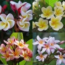Frangipani Flower seeds for Planting Perfect for Borders Heirloom & GMO Free Seeds for Home Garden
Sale seeds for home garden planting
