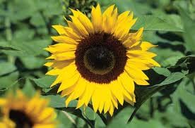 Asteraceae Flower seeds for Planting - Bright Blooms, Heirloom & GMO Free Seeds for Home Garden
Sale for planting in home garden