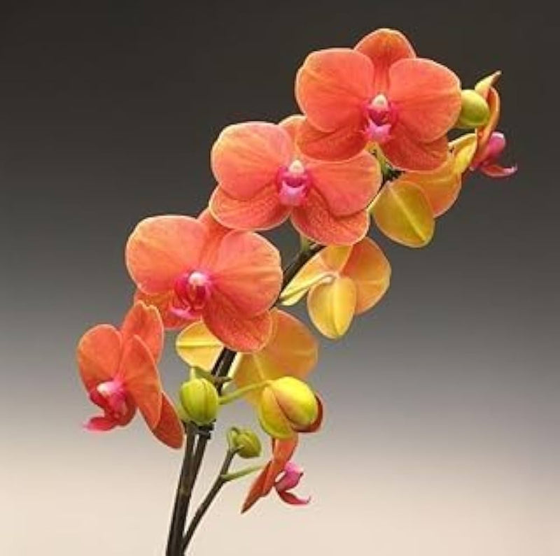 Deep Orange Phalaenopsis Orchid Flower Seeds for Planting Low Maintenance Heirloom & GMO Free Seeds for Home Garden
Sale