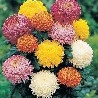 Mixed Colors Chrysanthemum Flower seeds for Planting - Cut Flower Favorite, Heirloom & GMO Free Seeds for Home Garden
Sale seeds for home garden