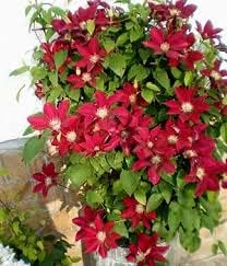 Maroon Clematis Flower seeds for Planting - Drought Tolerant, Heirloom & GMO Free Seeds for Home Garden
Sale seeds for home garden