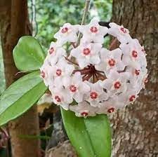 Heirloom Hoya Orchid Flower seeds for Planting Low Maintenance Heirloom & GMO Free Seeds for Home Garden
Sale for planting in home garden