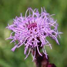 Liatris Flower seeds for Planting - Easy to Grow, Heirloom & GMO Free Seeds for Home Garden
Sale seeds for home garden