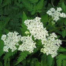 Heirloom Sweet Cicely Flower seeds for Planting Seasonal Bloomer Heirloom & GMO Free Seeds for Home Garden
Sale for planting in home garden
