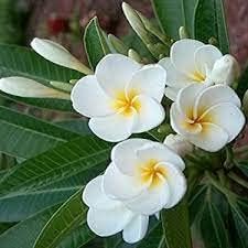 White Egg Flower seeds for Planting - Low Maintenance, Heirloom & GMO Free Seeds for Home Garden
Sale for planting in home garden.