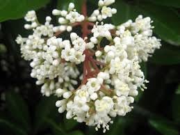 Ligustrum Flower seeds for Planting - Easy to Grow, Heirloom & GMO Free Seeds for Home Garden
Sale for planting in home garden
