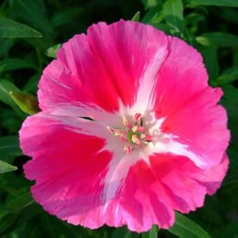 Pink Godetia Flower seeds for Planting - Pollinator Friendly, Heirloom & GMO Free Seeds for Home Garden
Sale for planting in home garden.