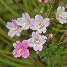 Epilobium Flower seeds for Planting - Bright Blooms, Heirloom & GMO Free Seeds for Home Garden
Sale for planting in home garden.