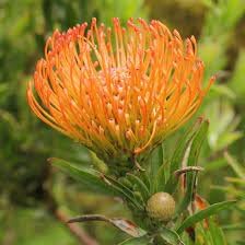 Leucospermum Flower seeds for Planting - Fragrant Blossoms, Heirloom & GMO Free Seeds for Home Garden
Sale seeds for planting in home garden