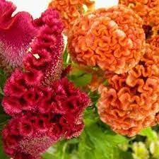 Celosia Flower seeds for Planting - Long Bloom Season, Heirloom & GMO Free Seeds for Home Garden
Sale seeds for home garden