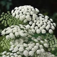 Zanahoria Silvestre Flower seeds for Planting - Pollinator Friendly, Heirloom & GMO Free Seeds for Home Garden
Sale for planting in home garden.