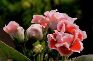 White Orange Gloxinia Flower seeds for Planting - Cottage Garden Essential, Heirloom & GMO Free Seeds for Home Garden
Sale seeds for home garden
