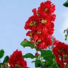 Crepe Myrtle Flower seeds for Planting Seasonal Bloomer Heirloom & GMO Free Seeds for Home Garden
Sale for planting in home garden