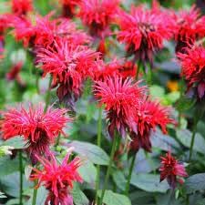 Mondarda Didyma Flower seeds for Planting Garden Favorite Heirloom & GMO Free Seeds for Home Garden
Sale for planting in home garden