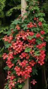 Heirloom Scottish Flame Flower seeds for Planting Colorful Display Heirloom & GMO Free Seeds for Home Garden
Sale for planting in home garden